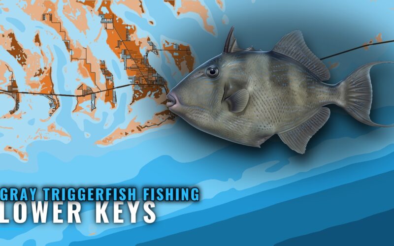 Gray Triggerfish Fishing Out of Lower Keys: Where to Run
