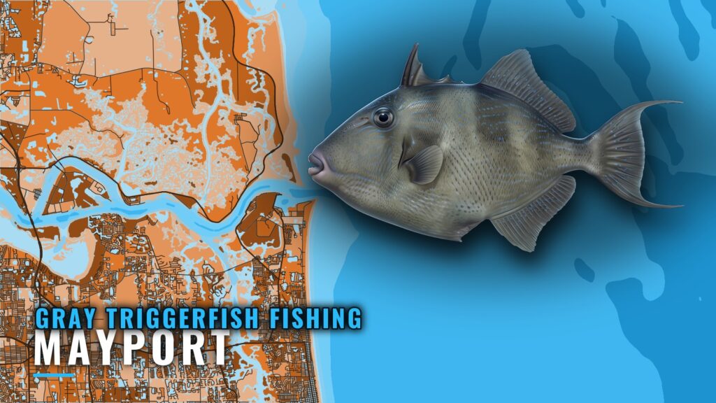 Gray Triggerfish Fishing Out of Mayport: Reefs and Depths