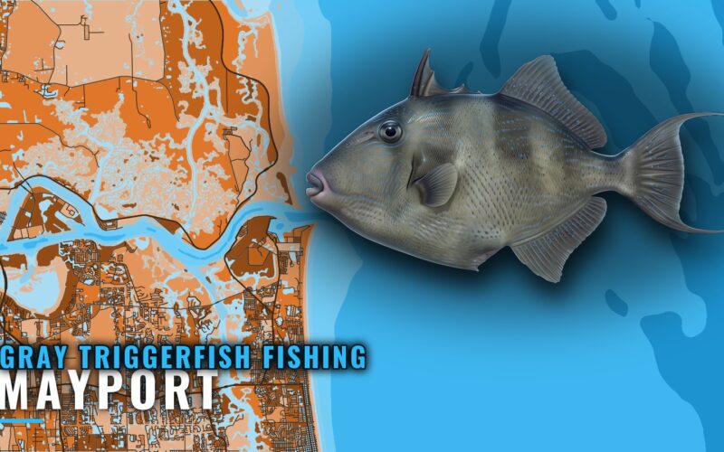 Gray Triggerfish Fishing Out of Mayport: Reefs and Depths