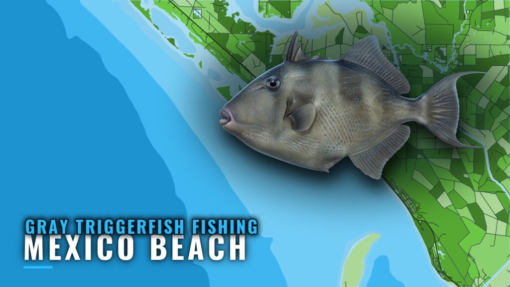 Gray Triggerfish Fishing out of Mexico Beach, Florida