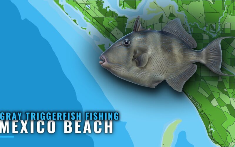 Gray Triggerfish Fishing out of Mexico Beach, Florida