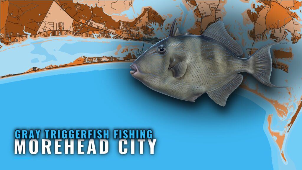 Gray Triggerfish Fishing Out of Morehead City: Reef Guide