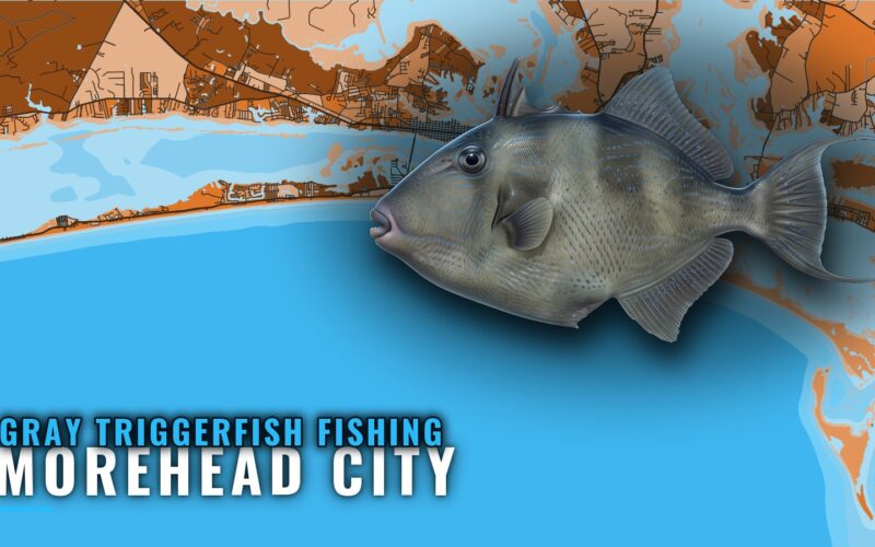 Gray Triggerfish Fishing Out of Morehead City: Reef Guide
