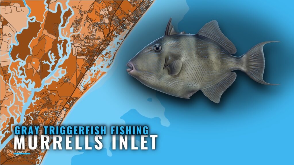 Gray Triggerfish Fishing Out of Murrells Inlet: The Grounds