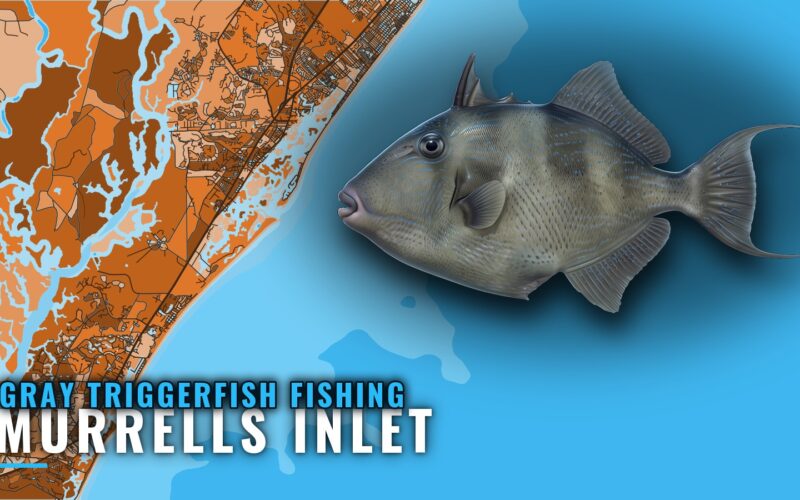Gray Triggerfish Fishing Out of Murrells Inlet: The Grounds