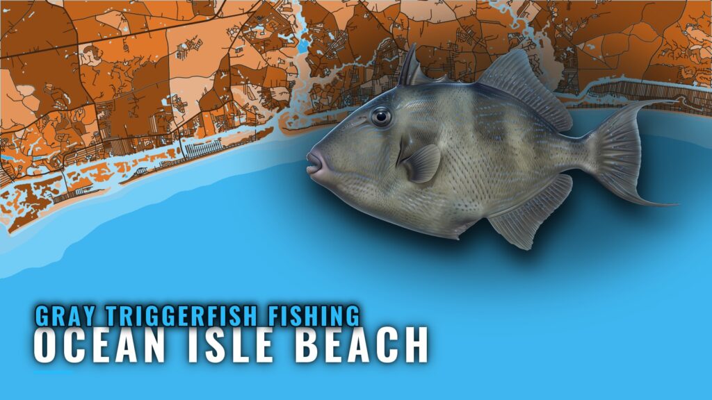 Gray Triggerfish Fishing Out of Ocean Isle Beach, NC