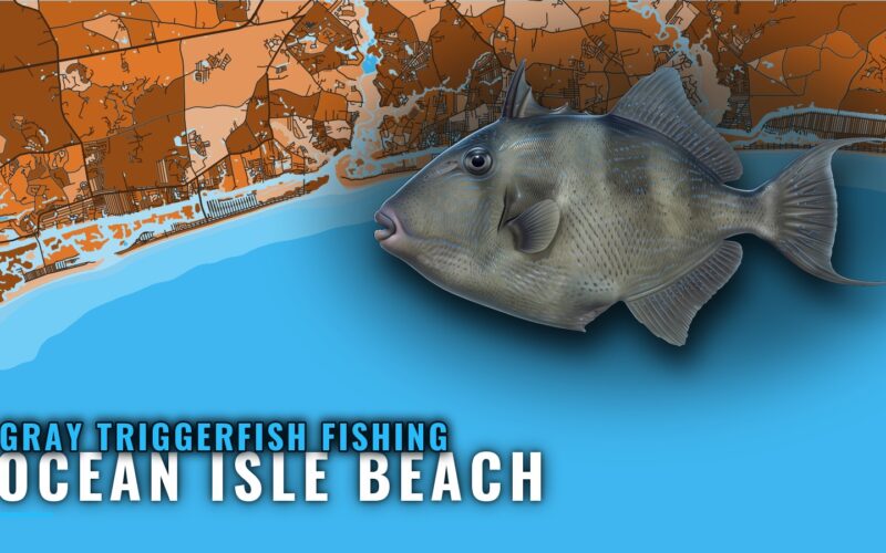 Gray Triggerfish Fishing Out of Ocean Isle Beach, NC