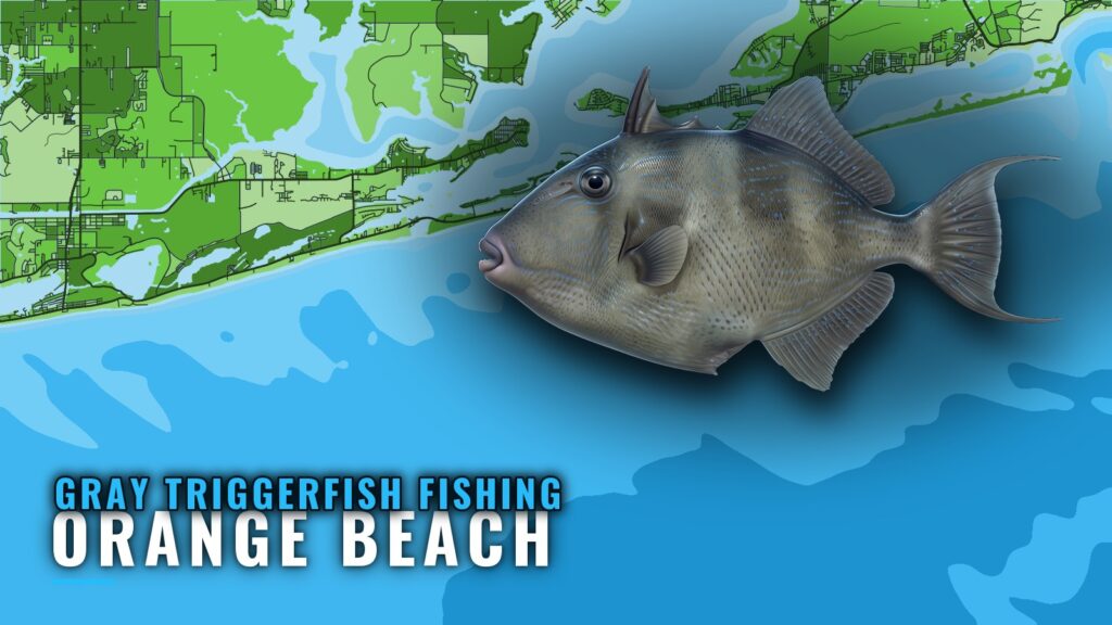 Gray Triggerfish Fishing Out of Orange Beach: Where to Run