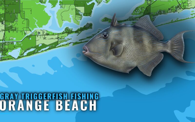 Gray Triggerfish Fishing Out of Orange Beach: Where to Run