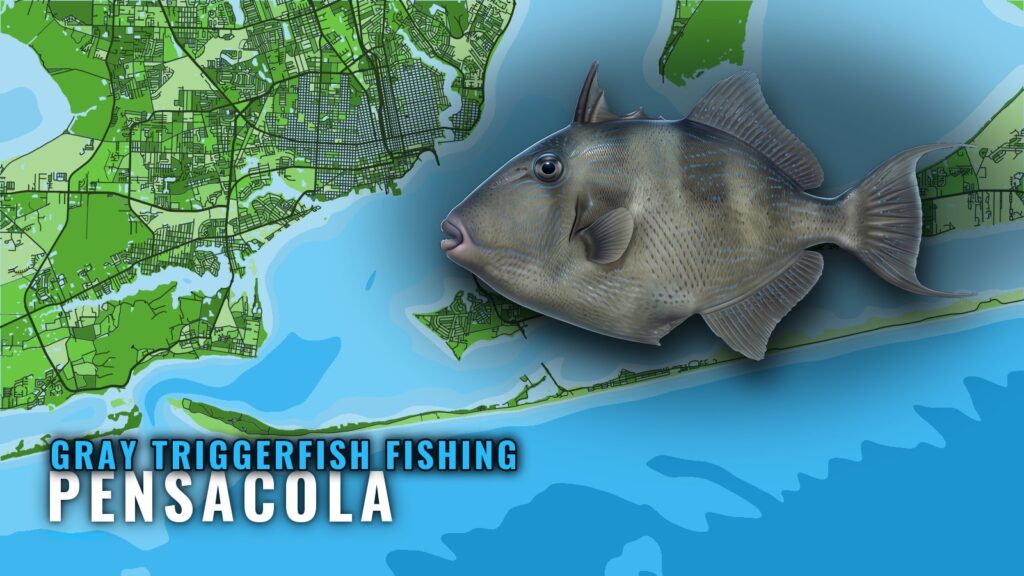 Gray Triggerfish Fishing Out of Pensacola: Reefs and Runs
