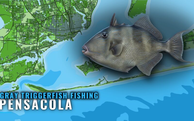 Gray Triggerfish Fishing Out of Pensacola: Reefs and Runs