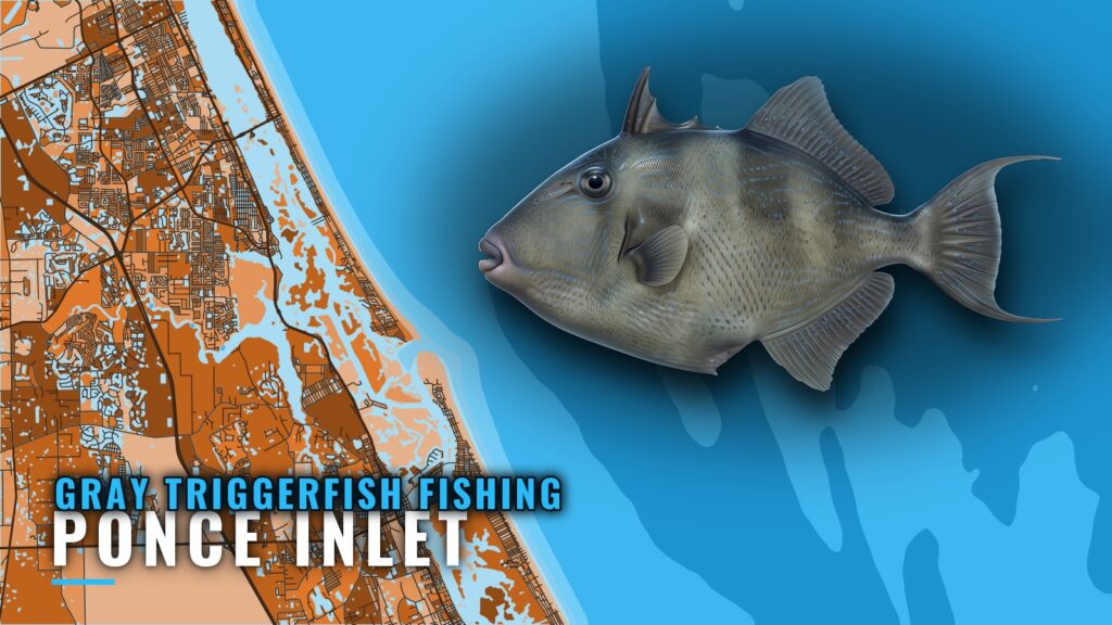 Gray Triggerfish Fishing Out of Ponce Inlet: Where Boats Run
