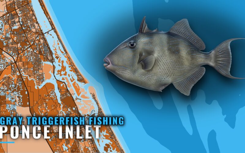 Gray Triggerfish Fishing Out of Ponce Inlet: Where Boats Run