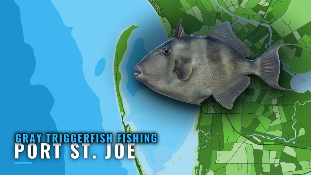 Gray Triggerfish Fishing out of Port St. Joe: Reefs, Depths