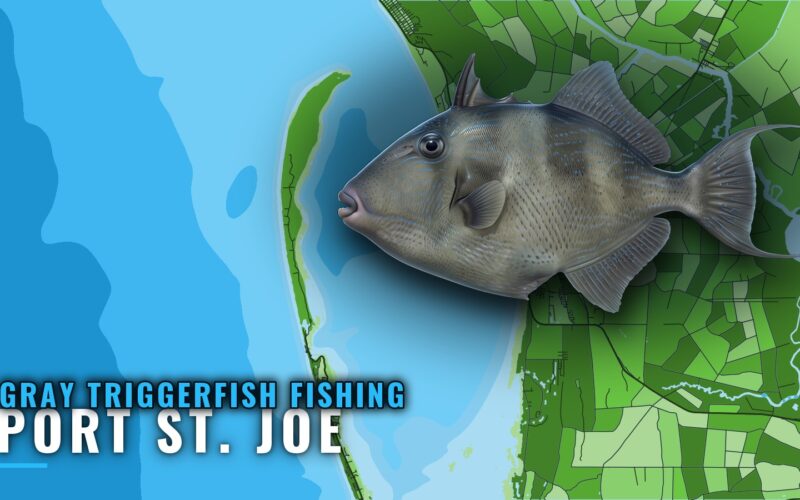 Gray Triggerfish Fishing out of Port St. Joe: Reefs, Depths