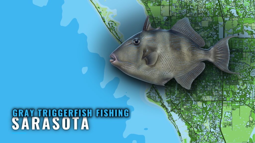 Gray Triggerfish Fishing Out of Sarasota: Grounds and Runs