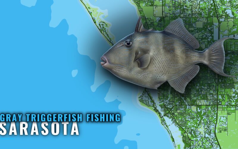 Gray Triggerfish Fishing Out of Sarasota: Grounds and Runs