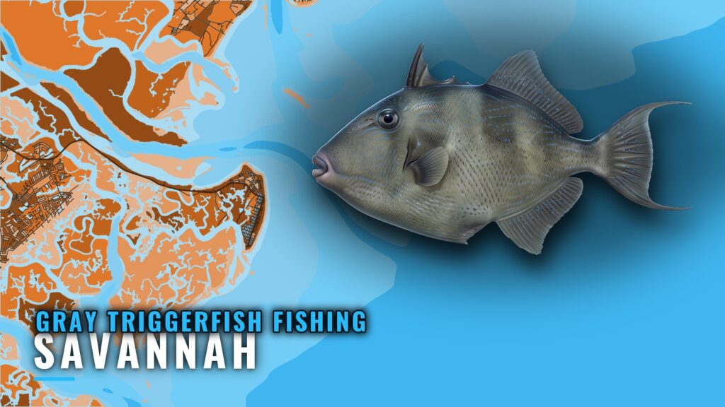 Gray Triggerfish Fishing Out of Savannah: Reefs and Runs