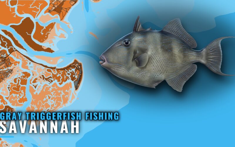 Gray Triggerfish Fishing Out of Savannah: Reefs and Runs