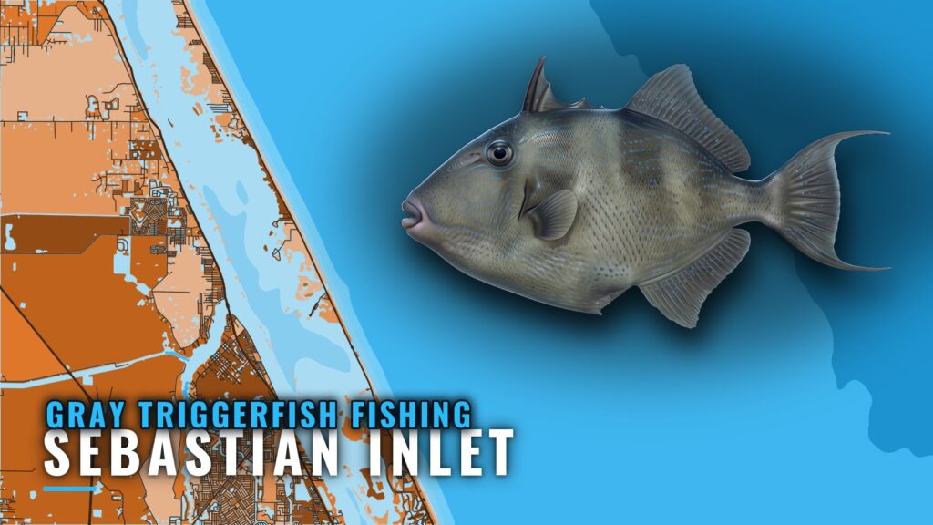 Gray Triggerfish Fishing Out of Sebastian Inlet by Depth