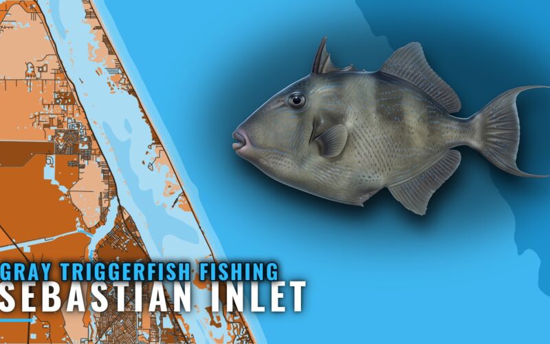 Gray Triggerfish Fishing Out of Sebastian Inlet by Depth