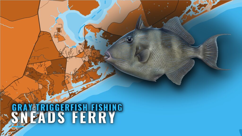Gray Triggerfish Fishing Out of Sneads Ferry, NC