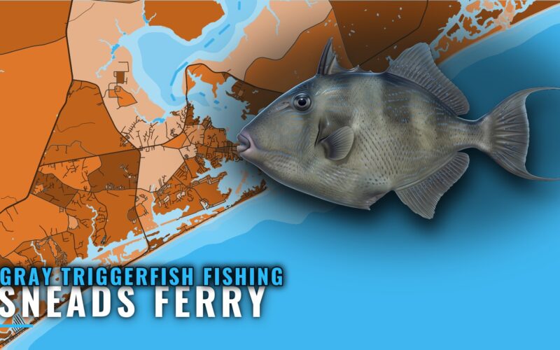 Gray Triggerfish Fishing Out of Sneads Ferry, NC