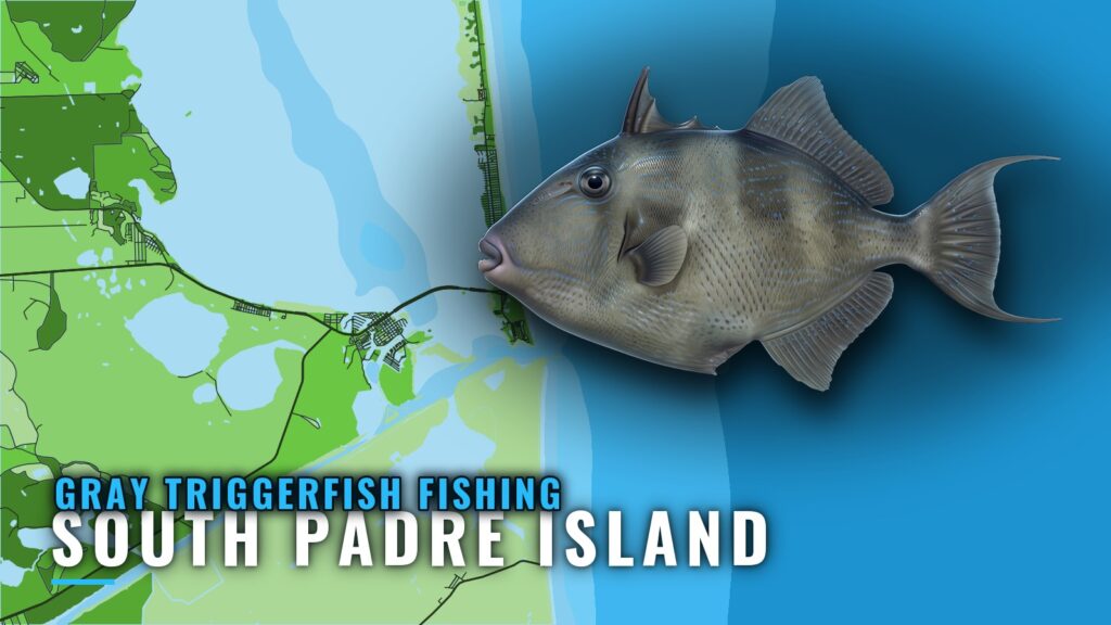 Gray Triggerfish Fishing Out of South Padre Island