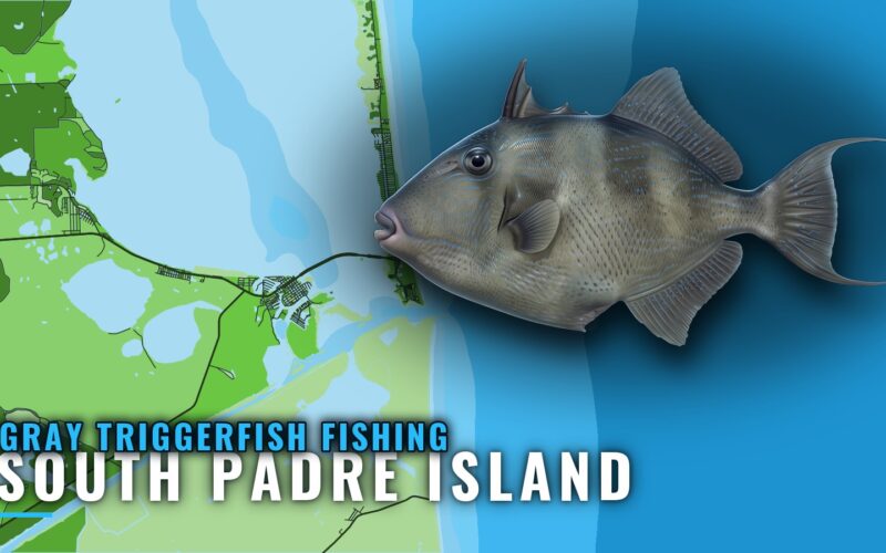 Gray Triggerfish Fishing Out of South Padre Island