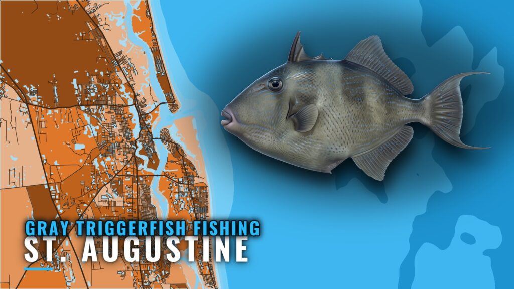 Gray Triggerfish Fishing Out of St. Augustine: Reef Notes