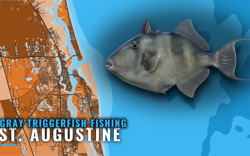 Gray Triggerfish Fishing Out of St. Augustine: Reef Notes