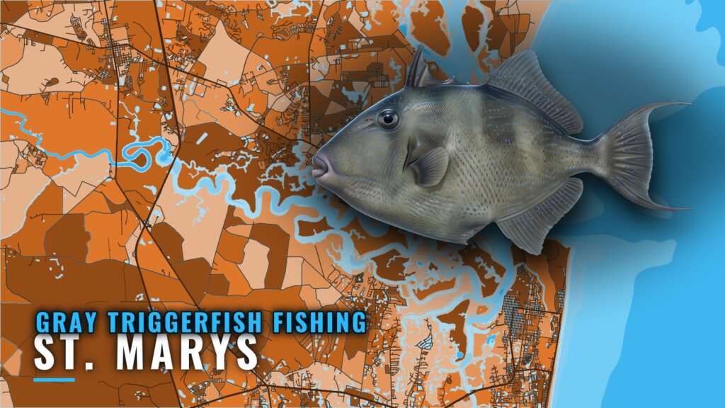 Gray Triggerfish Fishing Out of St. Marys: Reefs and Runs