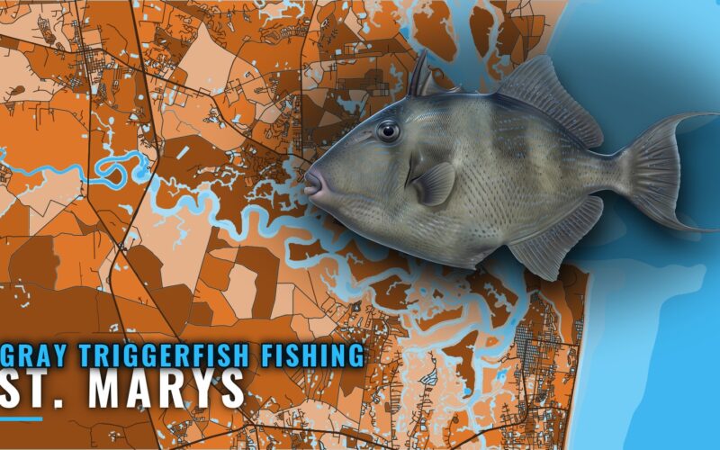 Gray Triggerfish Fishing Out of St. Marys: Reefs and Runs