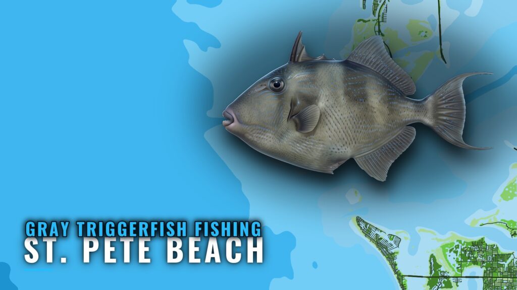 Gray triggerfish fishing out of St. Pete Beach: Where to Run
