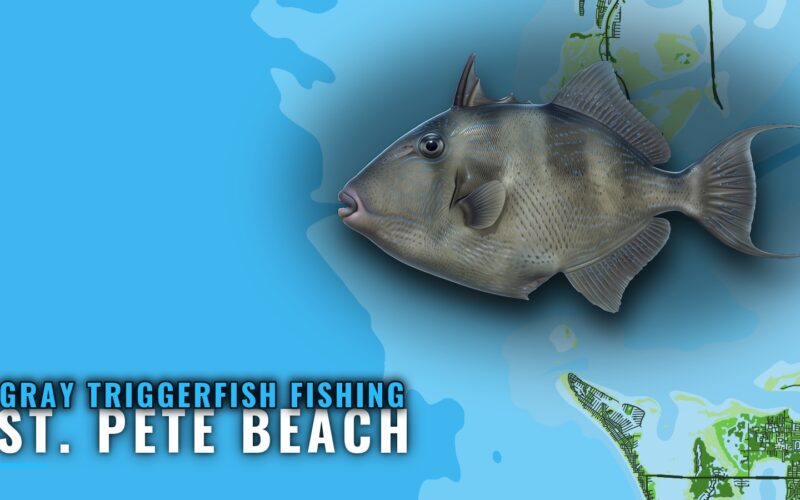 Gray triggerfish fishing out of St. Pete Beach: Where to Run