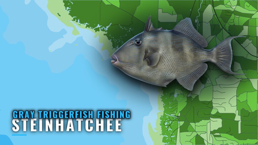 Gray Triggerfish Fishing Out of Steinhatchee: Reef Numbers