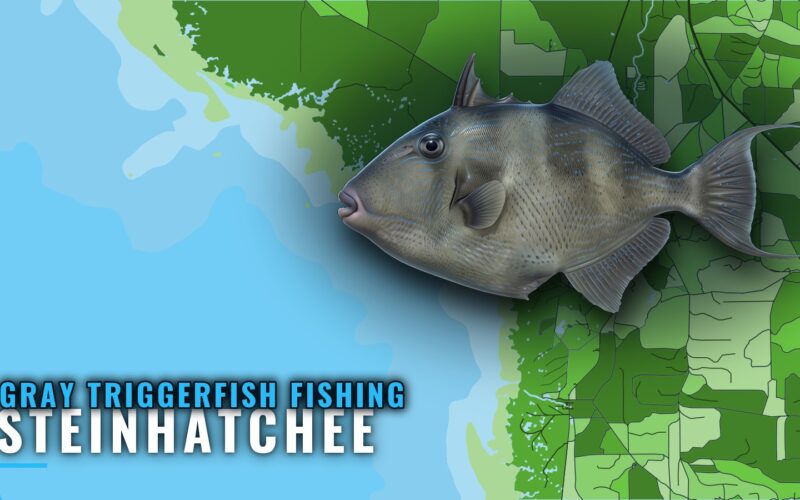 Gray Triggerfish Fishing Out of Steinhatchee: Reef Numbers