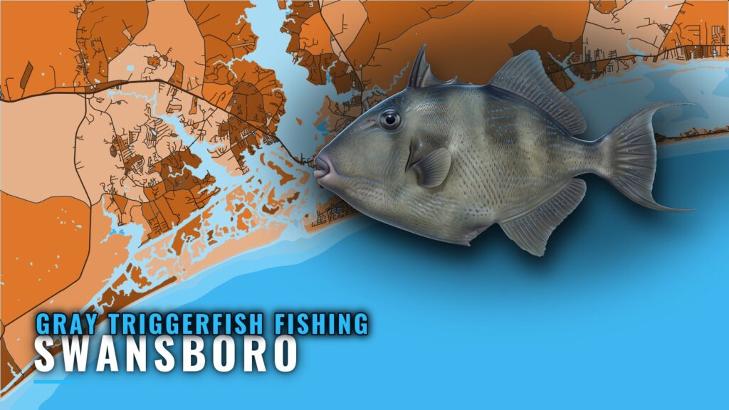 Gray Triggerfish Fishing Out of Swansboro: Where to Look