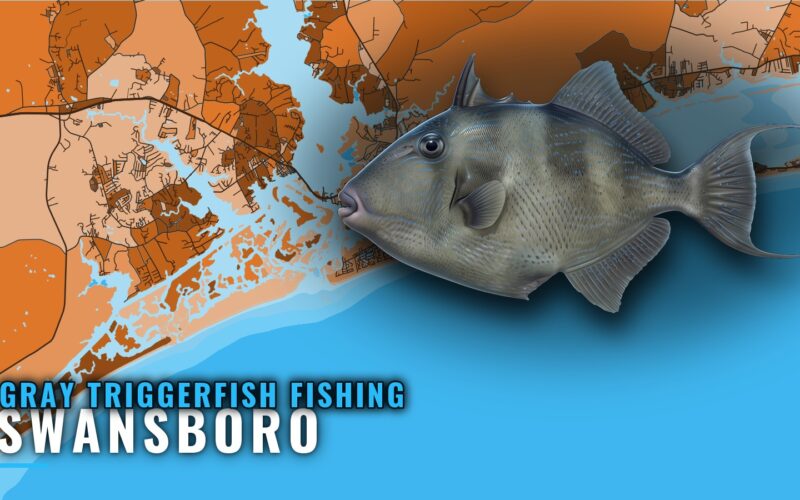Gray Triggerfish Fishing Out of Swansboro: Where to Look