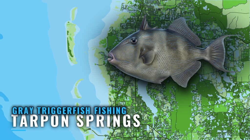 Gray Triggerfish Fishing Out of Tarpon Springs: Reefs