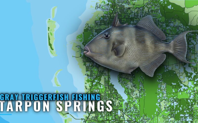 Gray Triggerfish Fishing Out of Tarpon Springs: Reefs