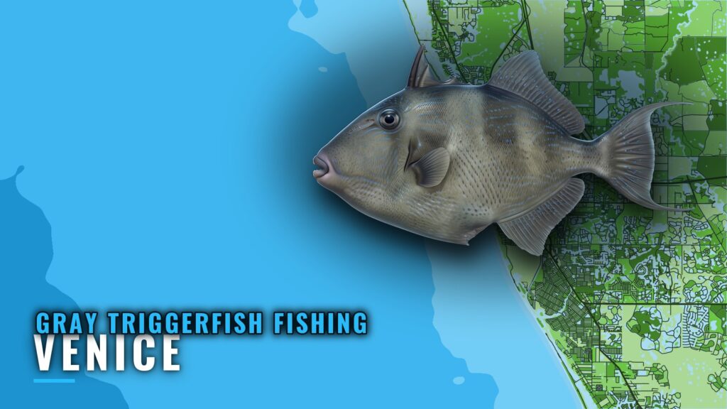 Gray Triggerfish Fishing Out of Venice: Reefs and Runs