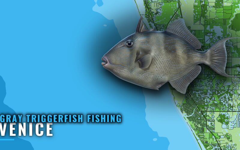 Gray Triggerfish Fishing Out of Venice: Reefs and Runs