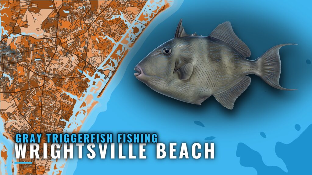 Gray Triggerfish Fishing Out of Wrightsville Beach, NC