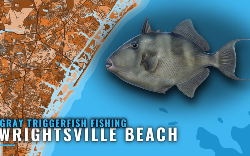 Gray Triggerfish Fishing Out of Wrightsville Beach, NC