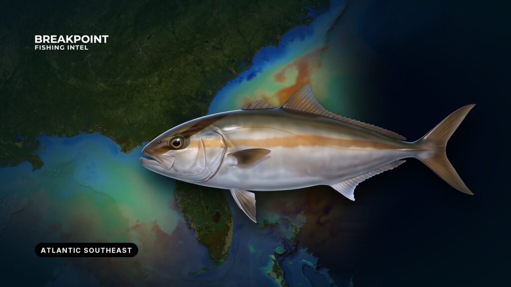 Greater Amberjack Fishing in the Atlantic Southeast: Guide