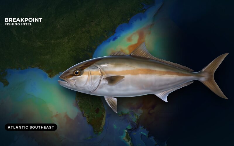 Greater Amberjack Fishing in the Atlantic Southeast: Guide