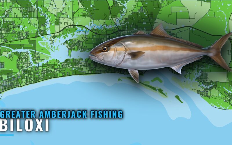 Greater Amberjack Fishing Out of Biloxi: Rigs and Domes