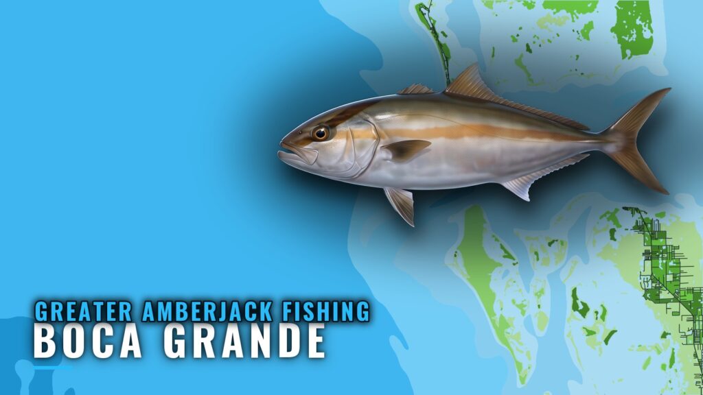 Greater Amberjack Fishing Out of Boca Grande: Reef Guide