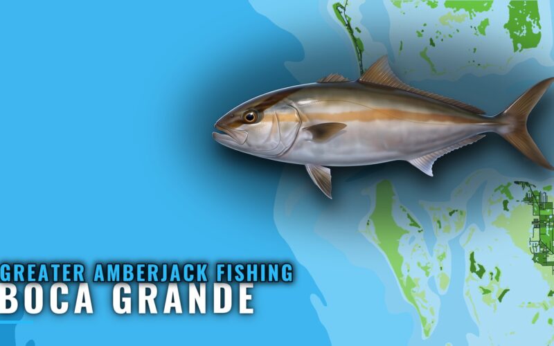 Greater Amberjack Fishing Out of Boca Grande: Reef Guide